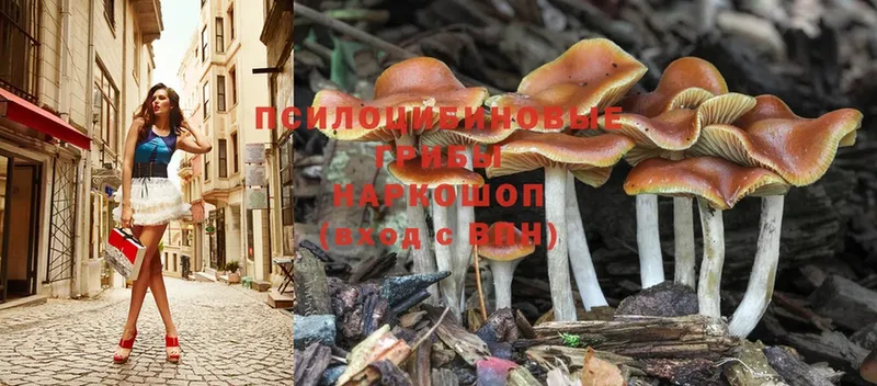 Псилоцибиновые грибы Psilocybe  MEGA зеркало  Оса  закладка 